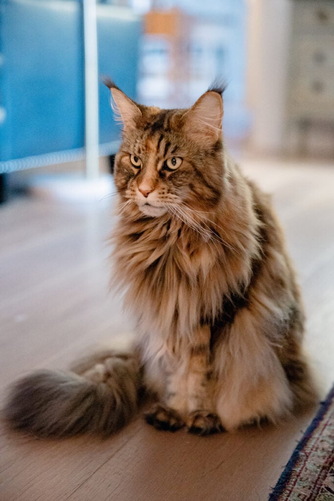 Brown tabby Maine Coon cat with luxurious fluffy coat sitting gracefully on light-colored floor with living room in soft focus background