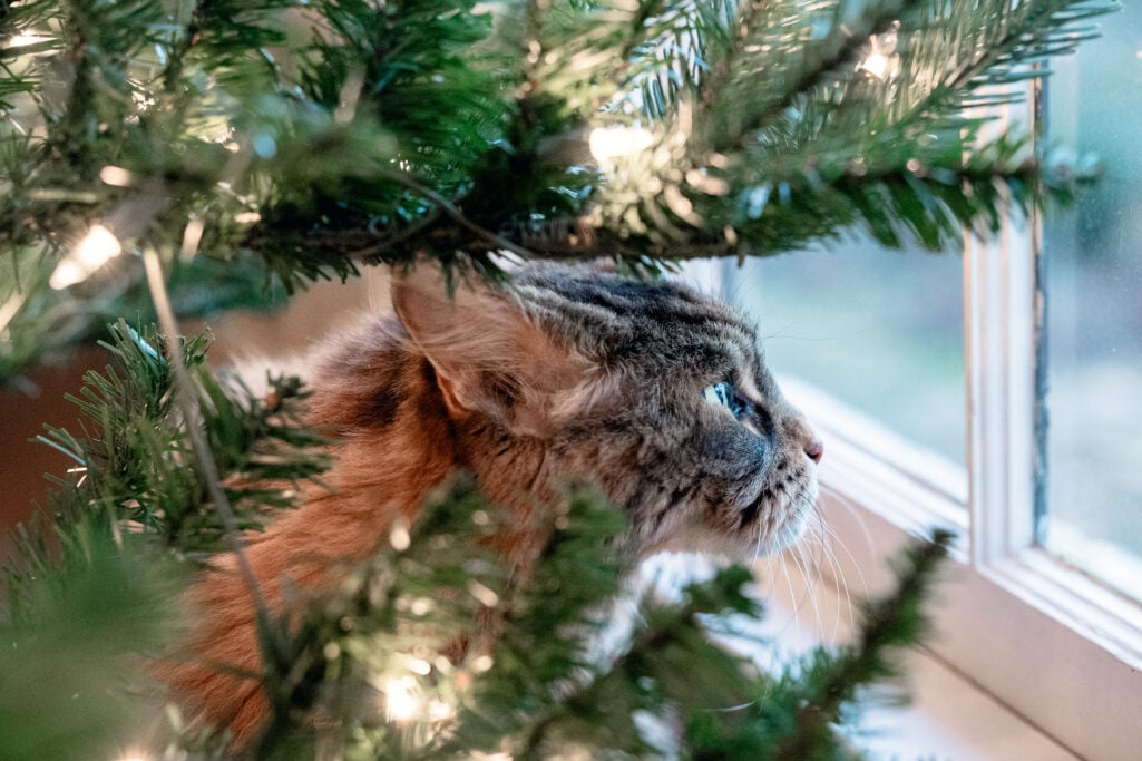 Ollie the fluffy tabby cat nestled in Christmas tree branches, gazing out the window with twinkling lights around her