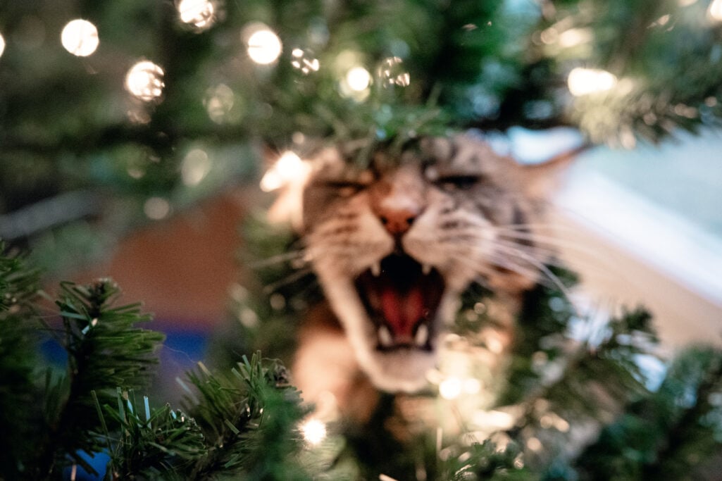 Ollie yawning dramatically from inside the Christmas tree, mouth wide open amid the branches and lights