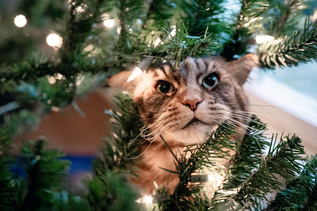 lose-up of Ollie looking directly at the camera from her spot in the Christmas tree, surrounded by soft lights