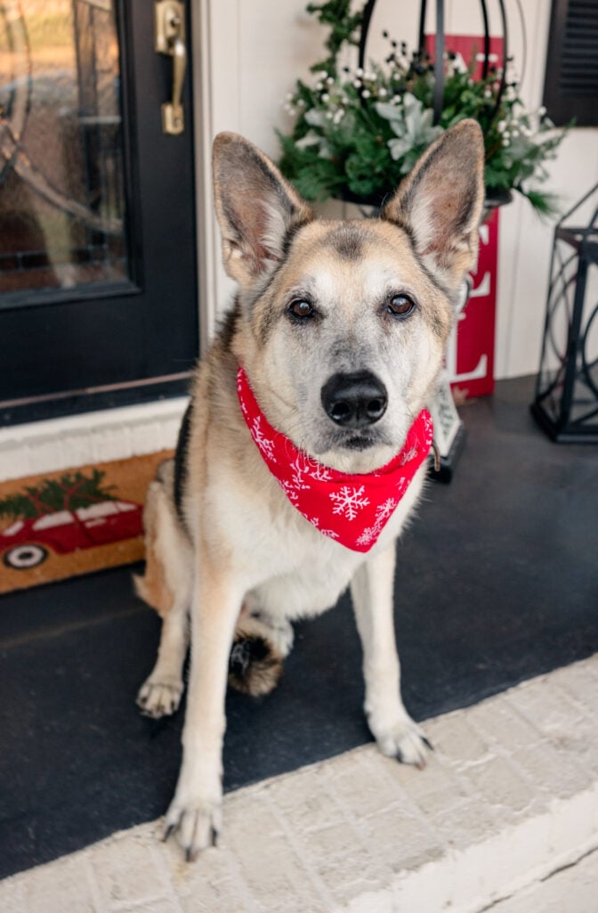 German Shepherd wearing festive red snowflake bandana standing alert in living room with decorated Christmas tree and holiday decor in background