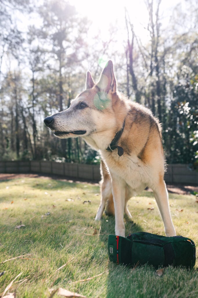 Oscar standing majestically in the backyard with golden winter sunlight streaming behind him