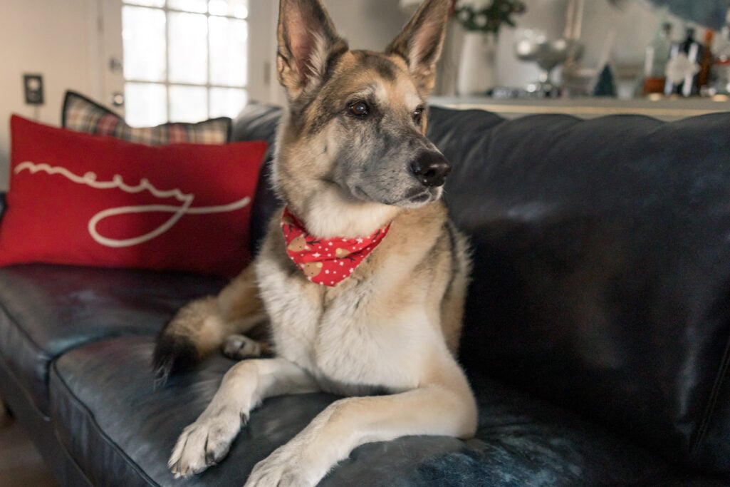 Oscar the German Shepherd lounging on a leather sofa wearing a festive red holiday bandana, next to a red "merry" pillow