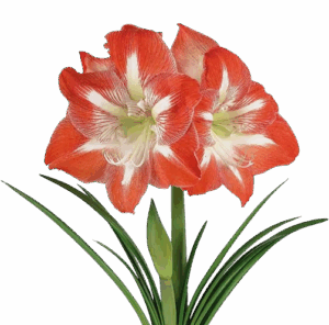Minerva Amaryllis Flower Bulbs