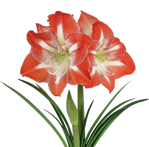 Red and white amaryllis bloom with two large flowers, long green leaves, and a visible bud emerging from the bulb stem.