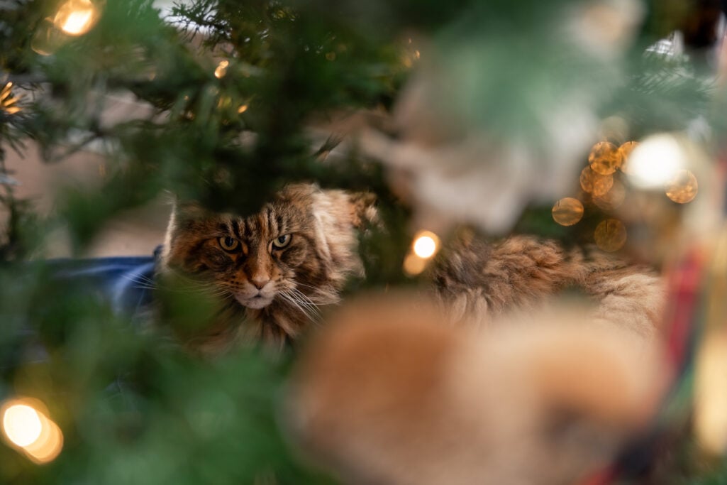 Ollie the fluffy tabby cat nestled among Christmas tree branches with twinkling lights