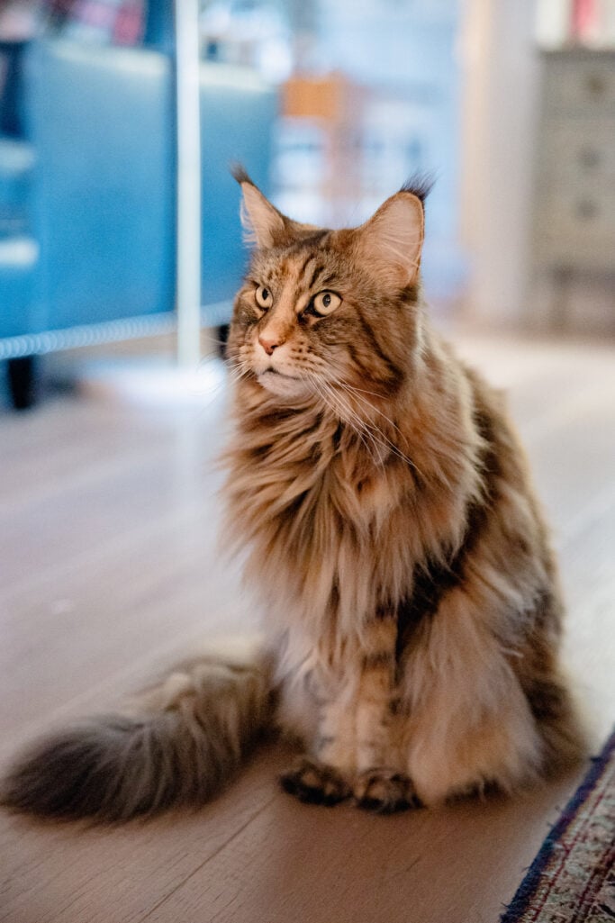 Ollie the fluffy Maine Coon cat sitting elegantly on the floor, gazing thoughtfully to the side with her magnificent fur catching the light