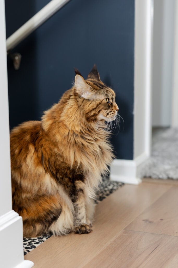Ollie the fluffy Maine Coon cat sitting elegantly by the staircase, her orange and brown tabby fur catching the light against a deep navy wall