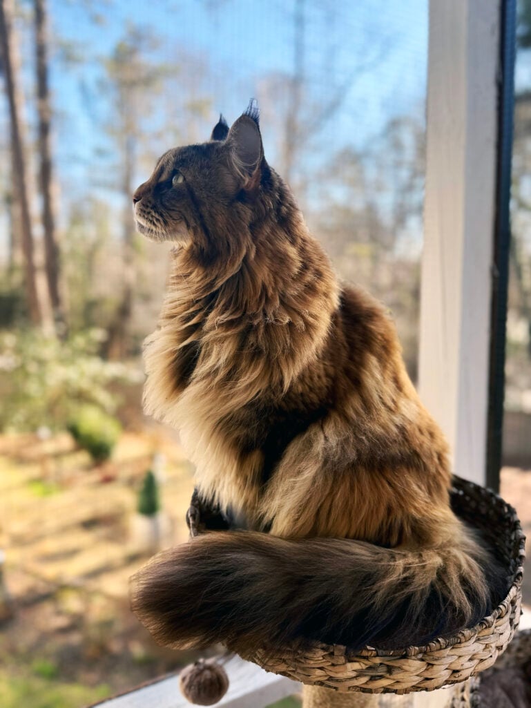 Ollie the fluffy Maine Coon cat perched on her woven cat tree, gazing out the window in profile with her magnificent fur backlit by winter sun