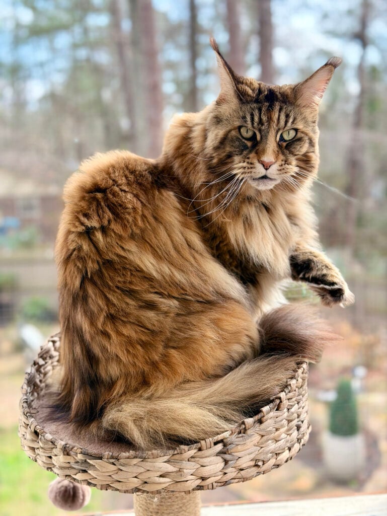 Ollie the fluffy Maine Coon cat perched regally on her woven cat tree basket, looking majestic with winter trees visible through the window behind her