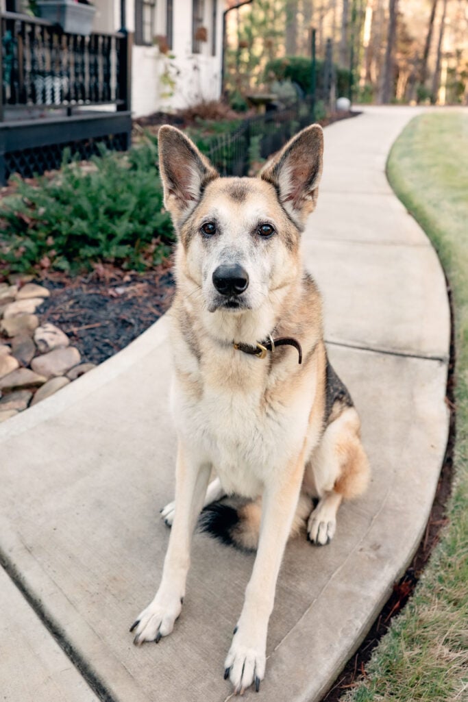Oscar the German Shepherd sitting patiently on the front walkway, looking directly at the camera with his soulful eyes, house and garden in the background