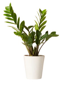 ZZ Plant