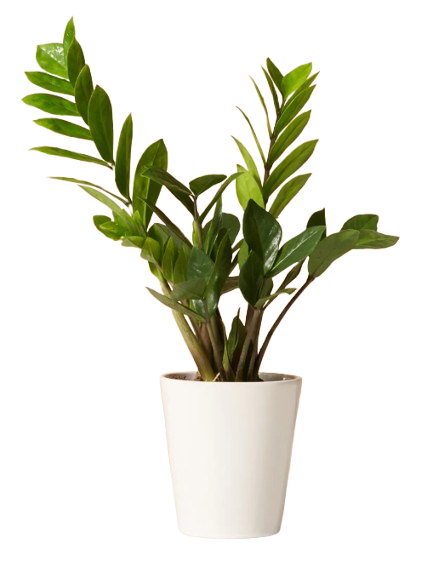 ZZ Plant