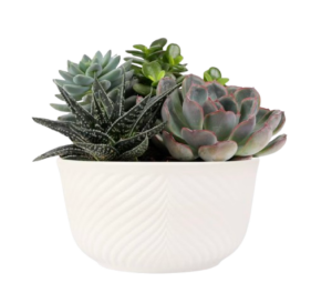 Potted Succulents in Ceramic Planter