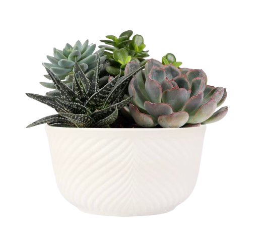 Potted Succulents in Ceramic Planter