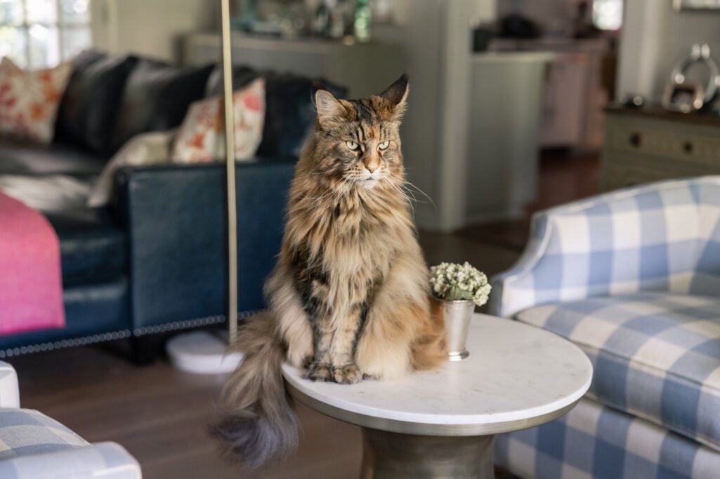 Ollie the fluffy Maine Coon cat sitting regally on a marble-topped side table in the living room, her magnificent tail draped over the edge, with a blue gingham chair and navy leather sofa in the background
