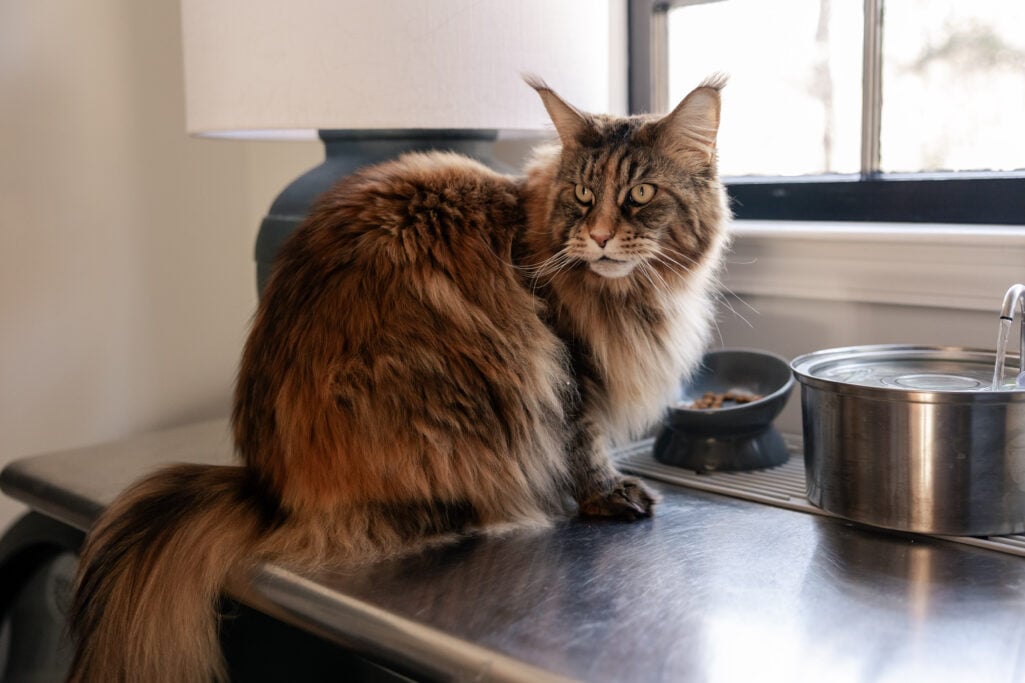 Ollie the Maine Coon perched on the counter next to her food bowl and water fountain, looking regal and slightly suspicious, as if guarding her dinner