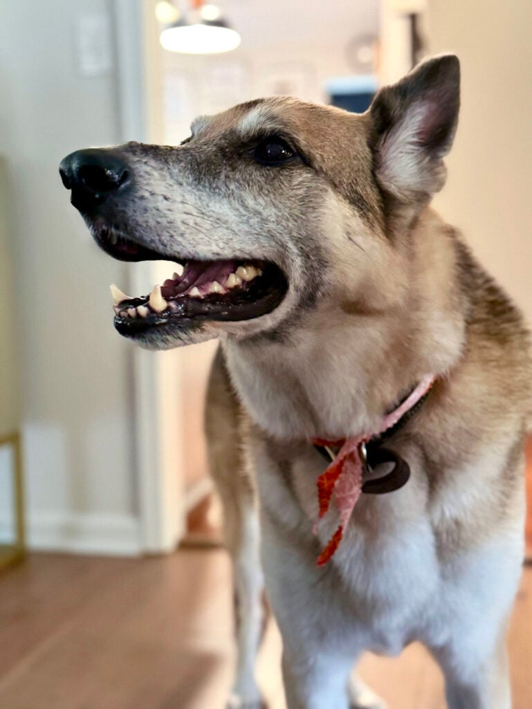 Close-up of Oscar the German Shepherd smiling happily, wearing a pink collar with a red heart bandana