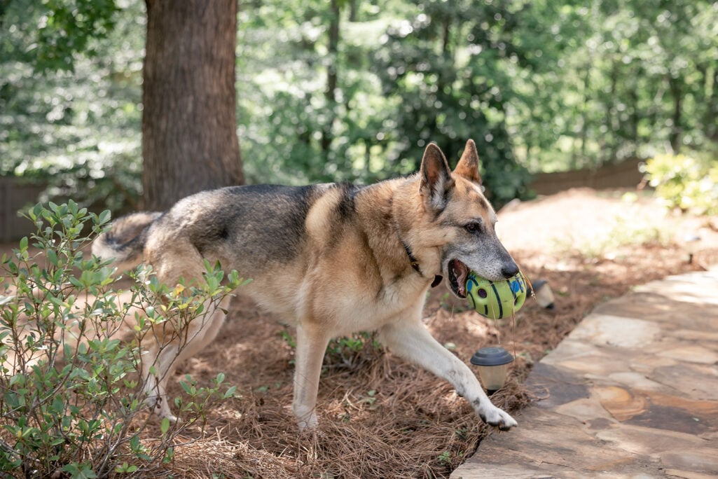 Oscar the German Shepherd trotting through the backyard with his favorite green ball in his mouth, surrounded by pine straw and lush green trees