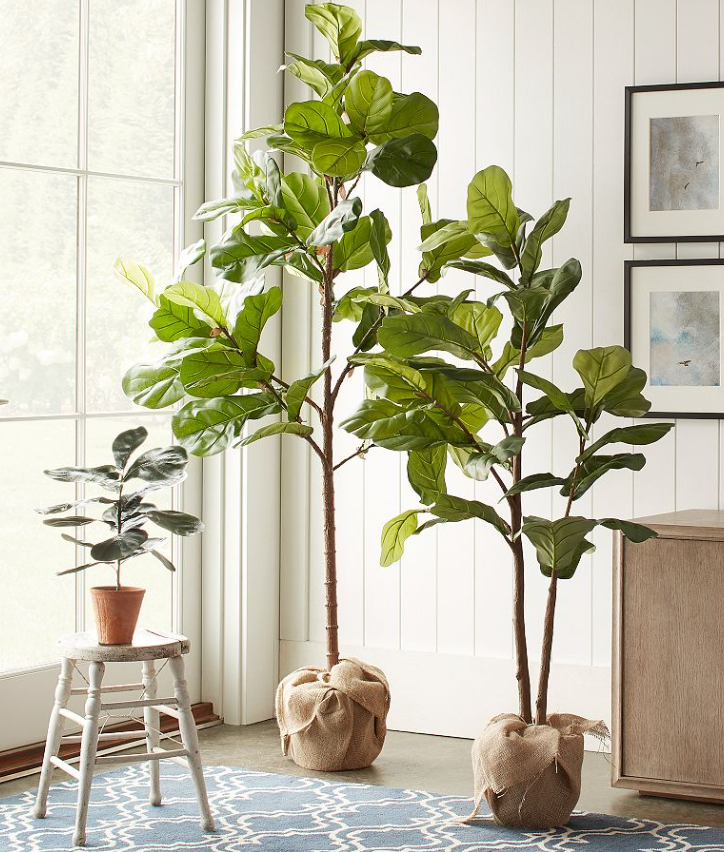 Pottery Barn Faux Fiddle Leaf Fig Trees