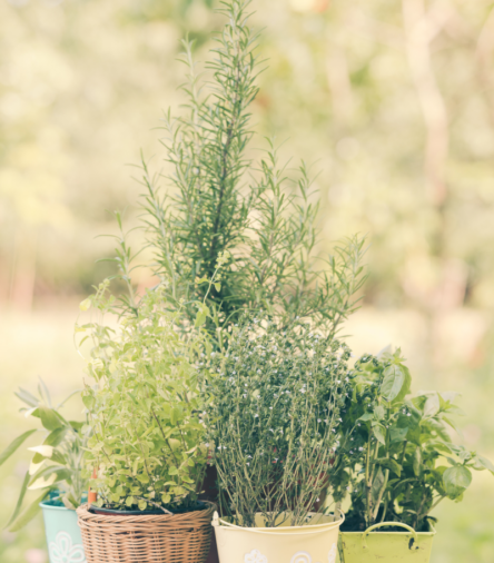 The Beginner Herb Garden That Fits on a Windowsill 🌿✨