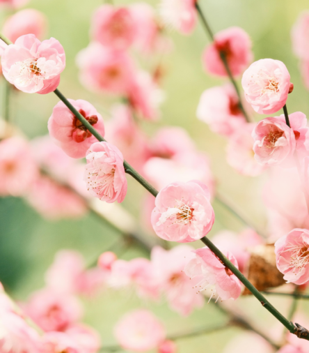 6 Little Spring Things That Spark Joy 🌸✨