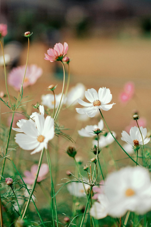 Delicate white and blush pink wildflowers in bloom, captured in soft natural light with a dreamy, blurred background for a serene, spring-inspired scene.