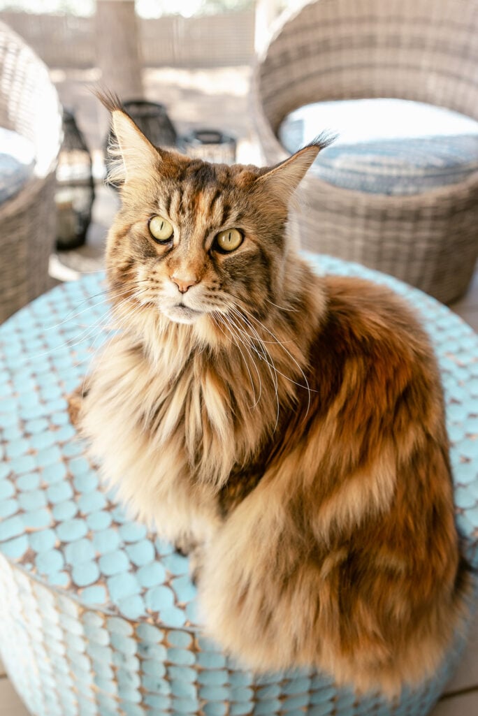 Ollie the Maine Coon sitting regally on a blue patterned ottoman on the screened porch, her magnificent fur catching the warm light, looking directly at the camera with a regal expression (2022)