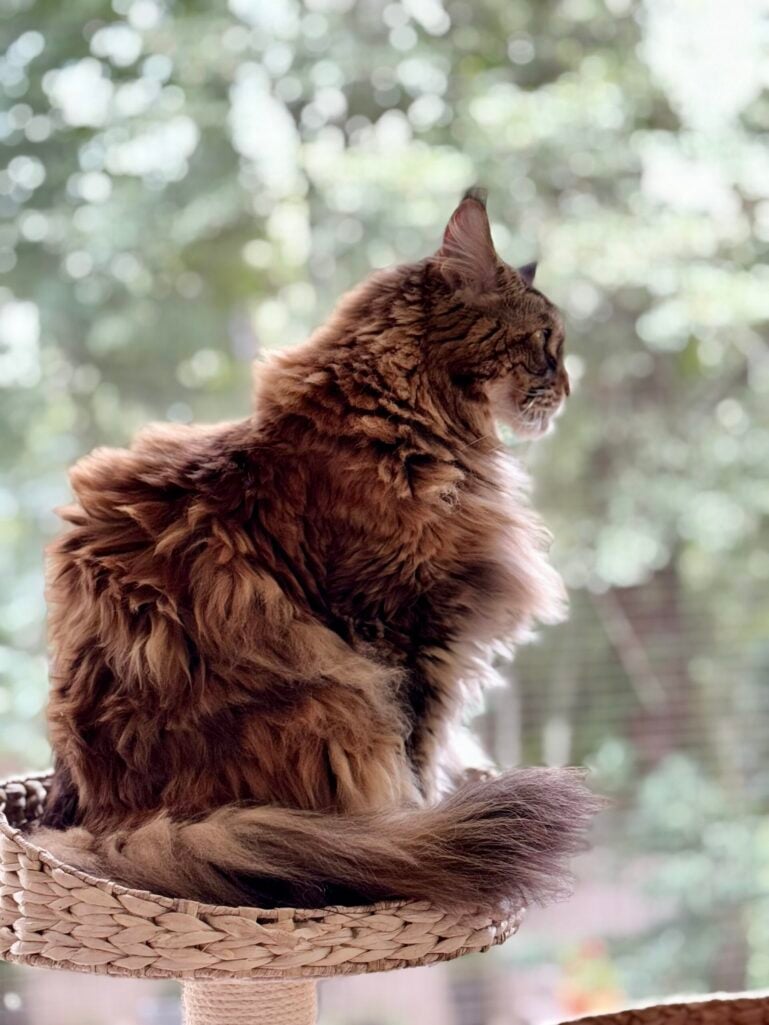 Ollie the Maine Coon perched on her woven cat tree basket on the screened porch, gazing out at the spring greenery in profile, her magnificent fur catching the soft bokeh light