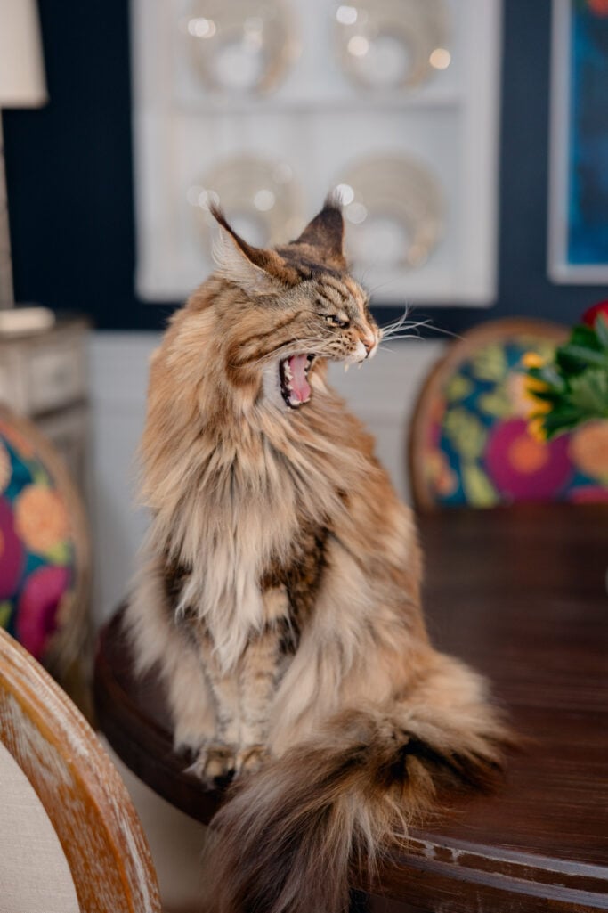 Ollie the Maine Coon cat sits on the dining room table mid-yawn, mouth wide open, eyes narrowed, looking thoroughly unimpressed. The same colorful dining chairs are visible behind her.