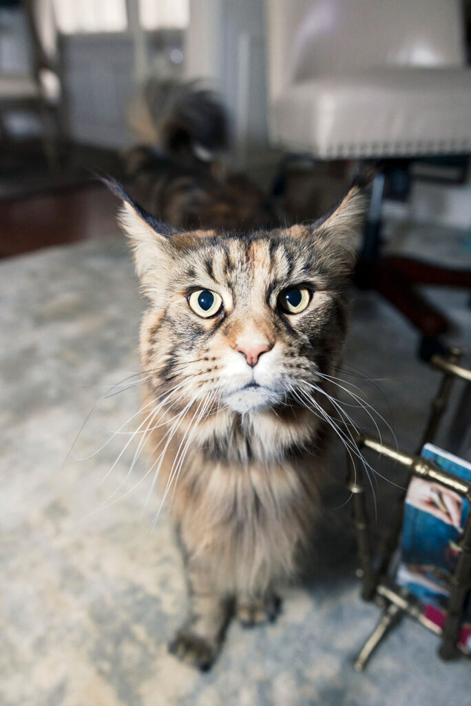 Close-up of Ollie the Maine Coon looking directly at the camera with wide, curious eyes and magnificent whiskers, standing on a marble surface
