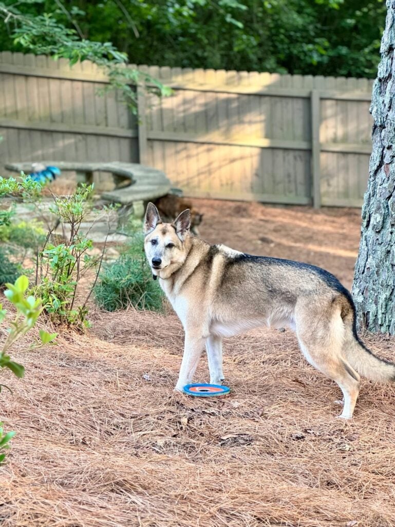 Oscar the German Shepherd standing in the backyard on a beautiful spring day, his frisbee at his feet, looking back over his shoulder near a large pine tree with lush green shrubs behind him (from the archives)