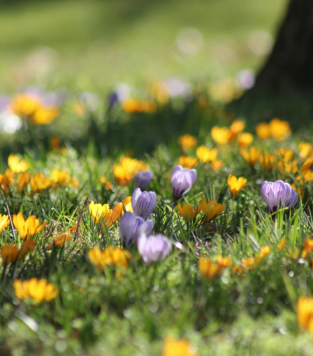 Allergy Season Skincare: Calm, Soothe, and Protect 🌸💧