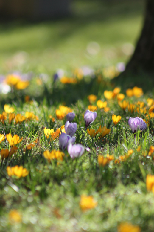 Sunlit spring meadow with blooming yellow and purple crocus flowers scattered across lush green grass, softly blurred in the background for a fresh, seasonal feel.