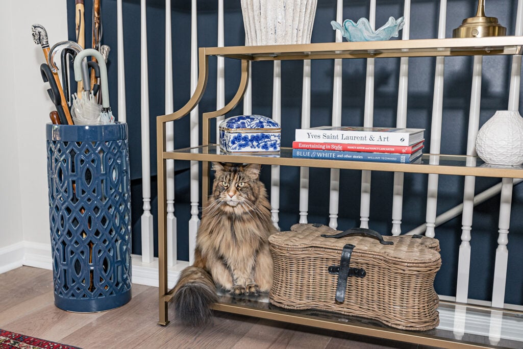 Ollie the fluffy Maine Coon cat sits regally on the bottom shelf of a gold metal etagere, beside a wicker picnic basket and a stack of coffee table books, against a deep navy striped wall, looking directly at the camera with dignified composure.