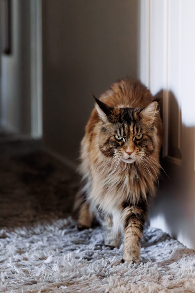 Ollie, a large fluffy Maine Coon cat with tabby markings and striking green eyes, stalks purposefully across a plush gray rug toward the camera, expression fully focused and utterly determined.