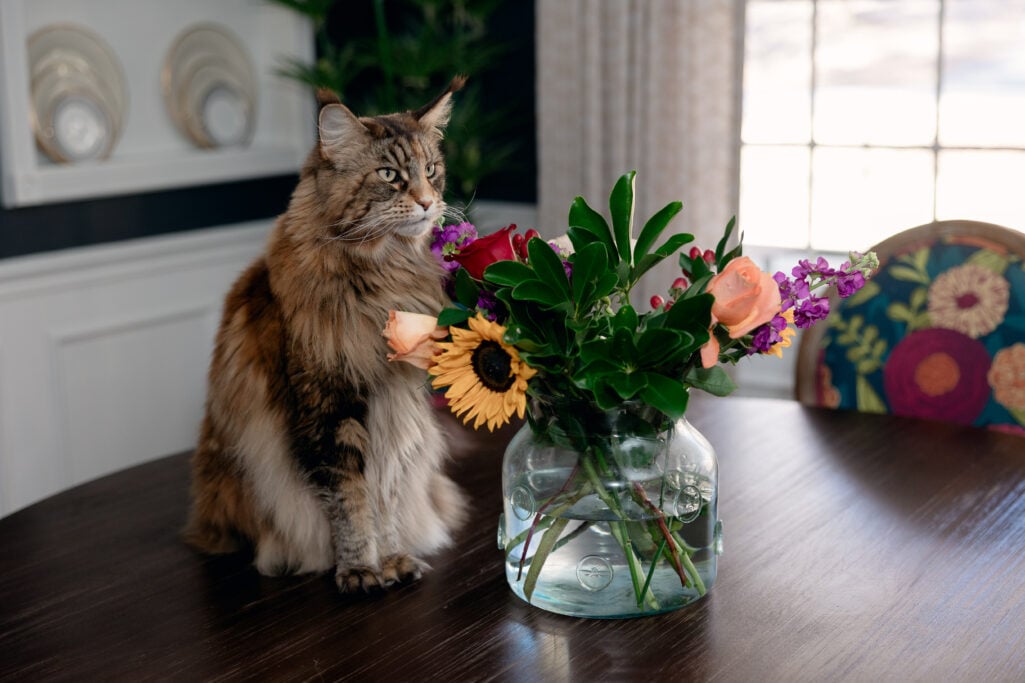Ollie, a large fluffy Maine Coon cat with tabby markings, sits on the dining room table beside a glass vase of mixed spring flowers — roses, sunflowers, and purple blooms — appearing to sniff the arrangement with great interest.