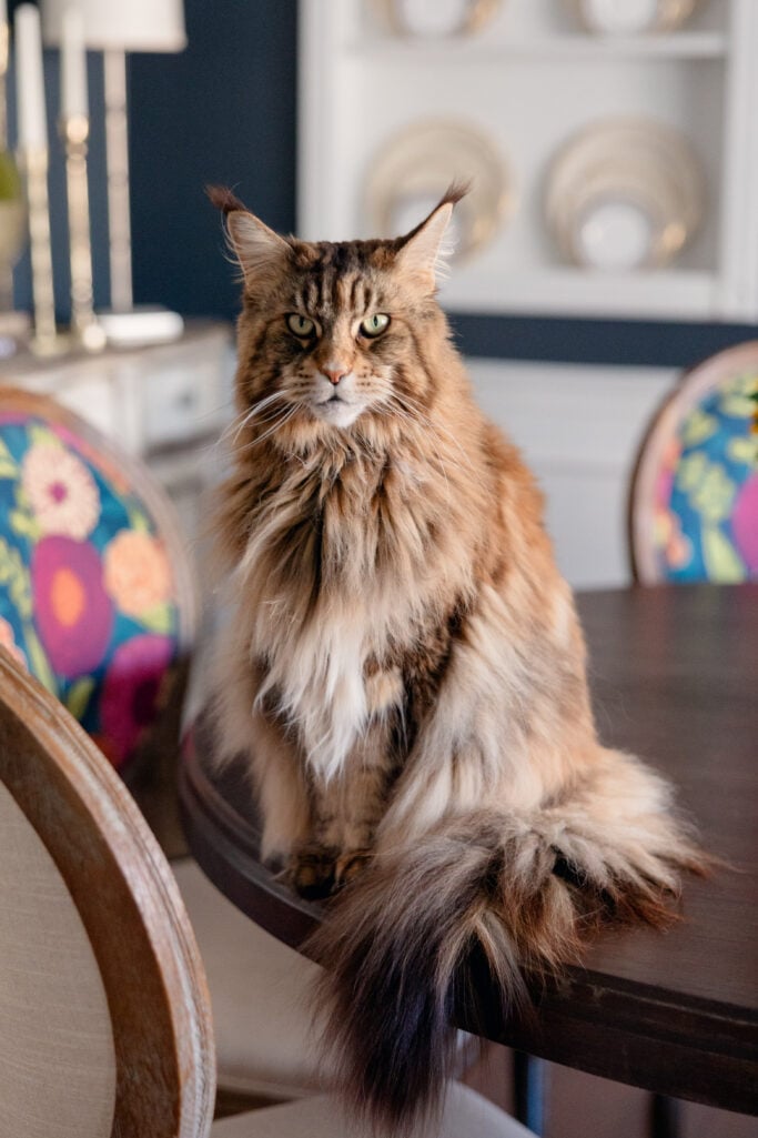 Ollie, a large fluffy Maine Coon cat with tabby markings and striking green eyes, sits regally on the dining room table with her long tail curled at her side, staring directly into the camera with complete and total authority. Colorful floral dining chairs and a china cabinet are visible in the background.