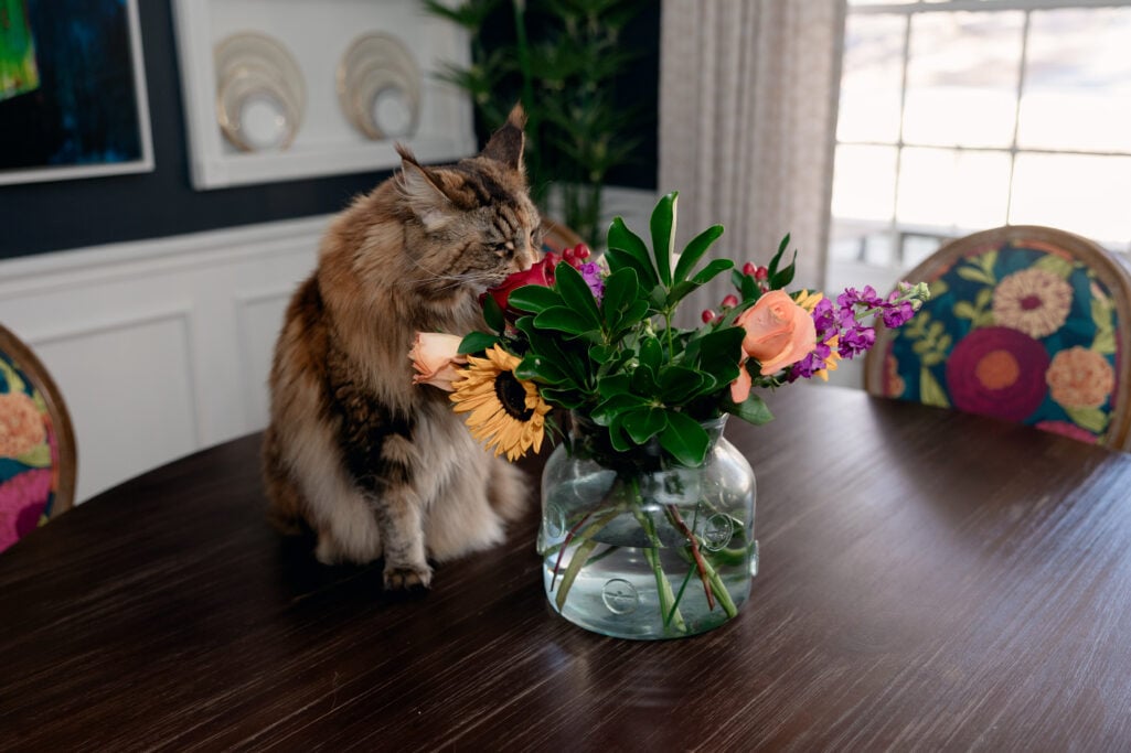 Ollie the Maine Coon leans in with eyes half-closed, clearly nibbling at the roses in a glass vase of spring flowers on the dining room table, entirely unbothered by the camera.