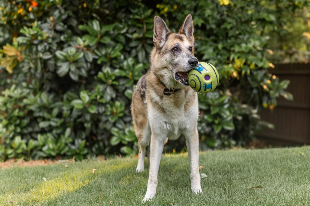 Oscar, Beth's German shepherd, stands proudly on a green lawn with a large lime green ball clamped in his mouth, ears alert, eyes bright, lush garden shrubs visible behind him.