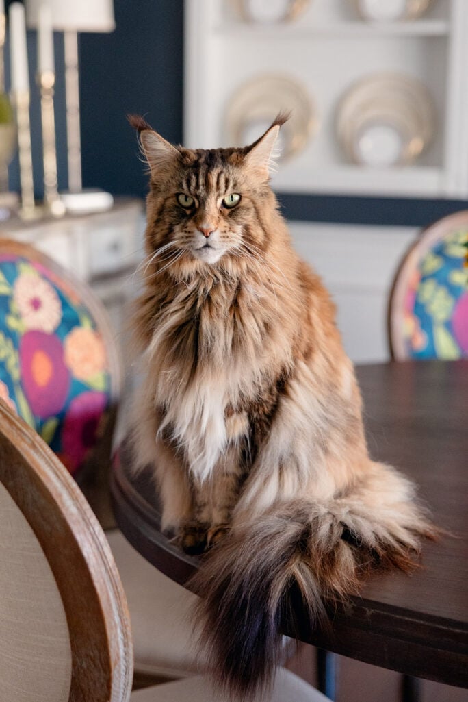 Ollie the fluffy Maine Coon cat sits squarely on a dark wood dining table, gazing directly into the camera with striking green eyes and an expression of complete authority, colorful floral upholstered chairs and a china cabinet with navy walls visible behind her.