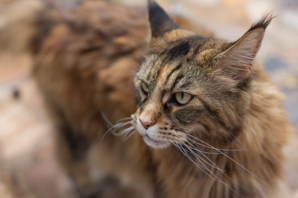 An extreme close-up portrait of Ollie the Maine Coon cat, her striking tabby markings and long whiskers in sharp focus, golden-green eyes gazing just off camera with a expression of magnificent disdain, the background softly blurred in warm tones.