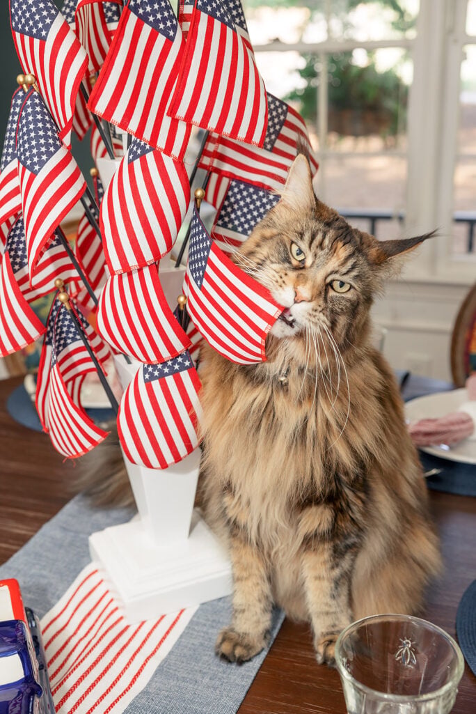 Ollie the fluffy Maine Coon cat sitting on a table beside a white stand of small American flags, mouth open mid-meow, with a window and greenery behind her.