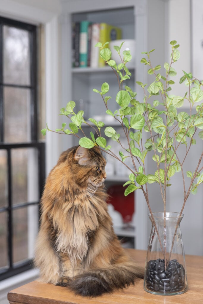 Ollie the fluffy Maine Coon cat sits on a wooden table beside a glass vase filled with tall green leafy branches, gazing contemplatively to the side in a bright, airy room with black-framed windows and built-in shelving behind her.