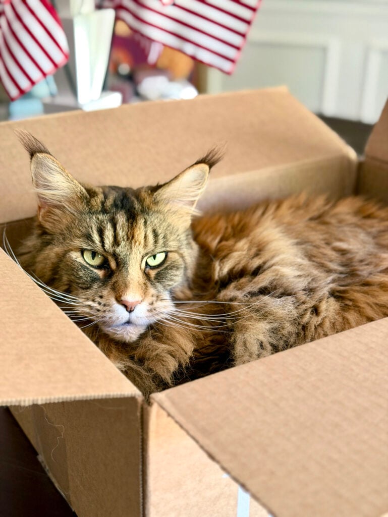 Ollie the fluffy Maine Coon cat curled up inside a cardboard box, peering at the camera with bright green eyes, with a small American flag display visible in the background.