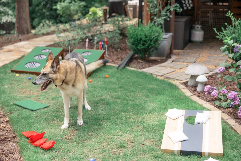 Oscar the German Shepherd standing in a green backyard surrounded by lawn games — a beanbag toss board, a ladder-golf set, and cornhole boards — with hydrangeas and a garden path nearby.