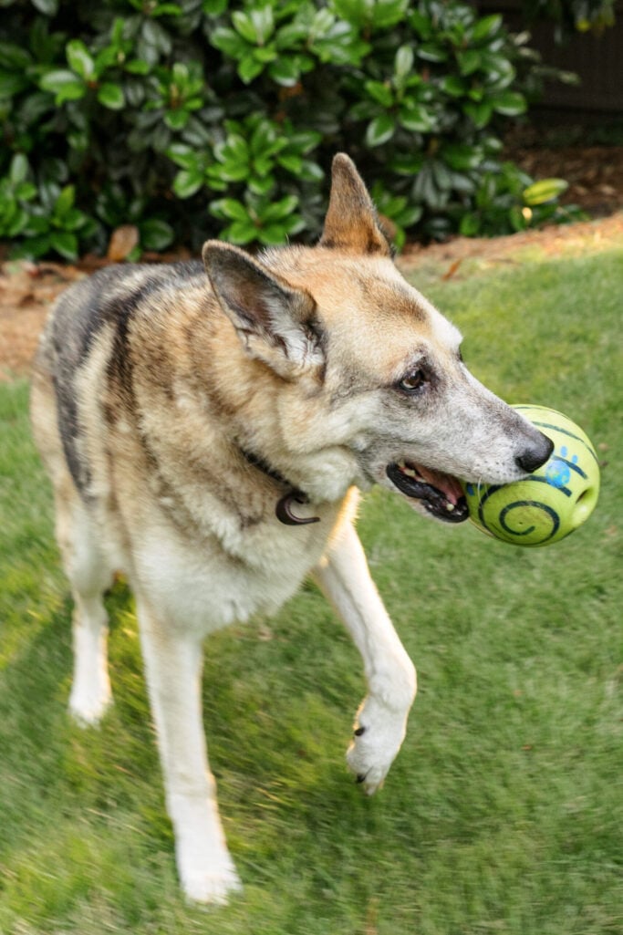 Oscar the German Shepherd standing in the green grass mid-stride, carrying a green ball with paw-print designs in his mouth, with leafy shrubs behind him.