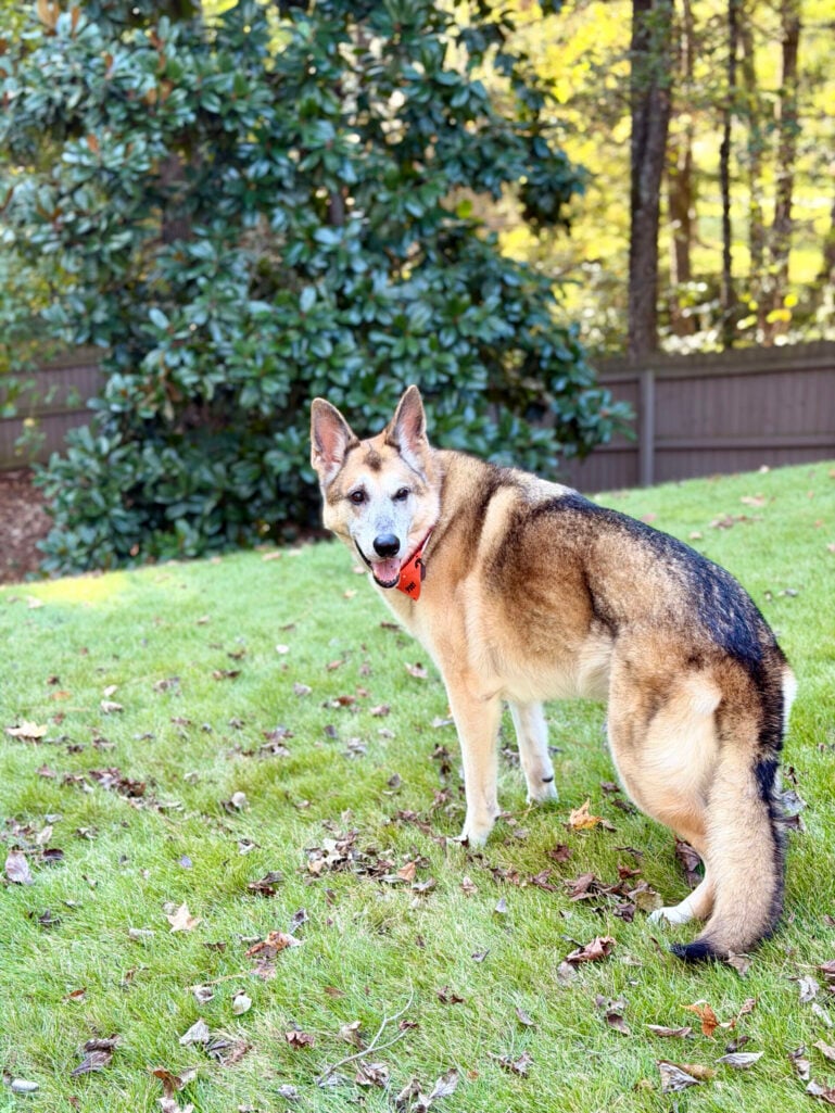 Beth Djalali's late German Shepherd, Oscar, standing on a grassy hill in the backyard in an orange bandana, with a magnolia tree behind him