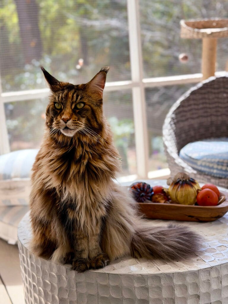 Ollie, Beth Djalali's Maine Coon cat, sitting on a carved white side table on a screened porch beside a bowl of fall decor