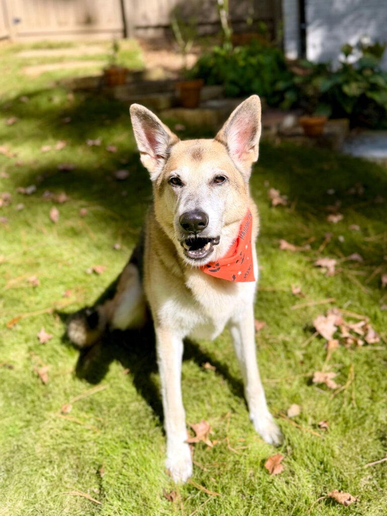 Oscar, Beth Djalali's German Shepherd, sitting on a sunny lawn in an orange Halloween bandana